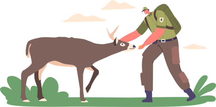 Ranger Forester Feeding Deer  Illustration