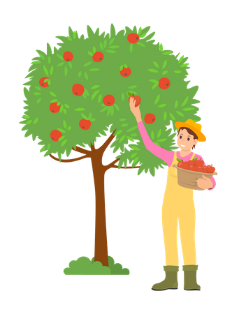 Cara jovem colhendo frutas da árvore  Ilustração
