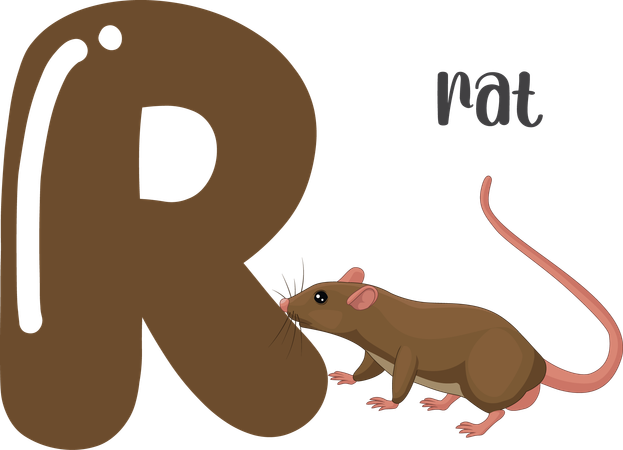 Rat  Illustration