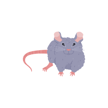 Rat poilu  Illustration