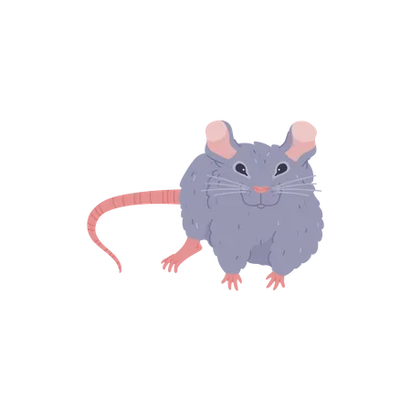 Rat poilu  Illustration