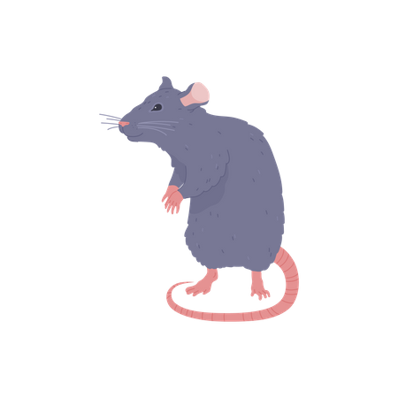 Rat gris  Illustration