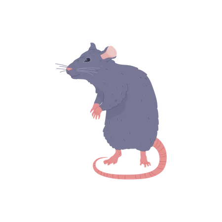 Rat gris  Illustration