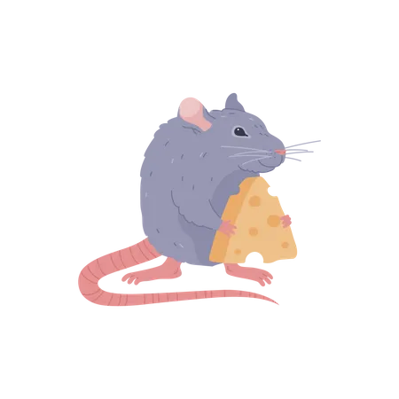 Rat Rodent Animal With Piece Of Cheese In Paws Flat Vector Illustration Isolated On White Background Rat Animal Cute Character For Prints And Decoration 일러스트레이션