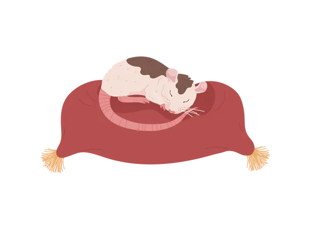 Rat mignon qui dort  Illustration