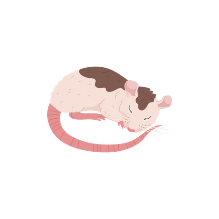 Rat mignon qui dort  Illustration