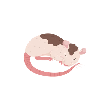 Rat mignon qui dort  Illustration