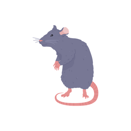 Rata gris  Ilustración