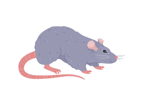 Rata gris  Ilustración