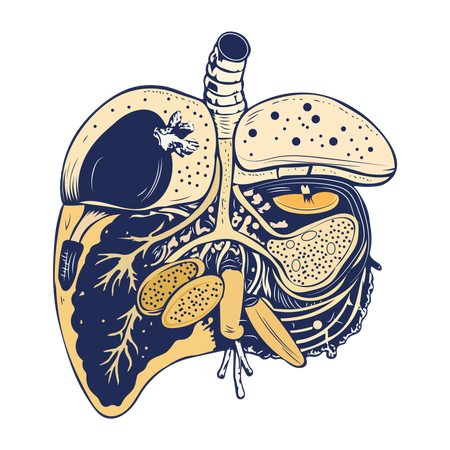 Fonction de la rate  Illustration