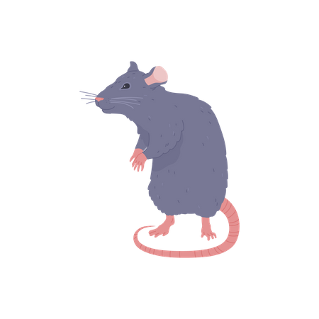 Rato cinza  Ilustração