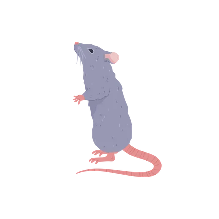 Rato Bonito Em Pe Ilustracao Vetorial Plana Dos Desenhos Animados Rato Peludo Alegre Com Cauda Longa Desenho De Animal Roedor Rato Domestico Ou Domestico Ilustração
