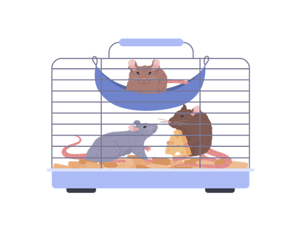 Rats en cage  Illustration