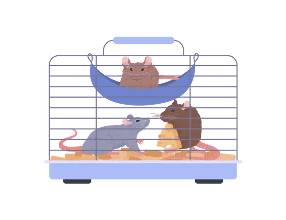 Rats en cage  Illustration