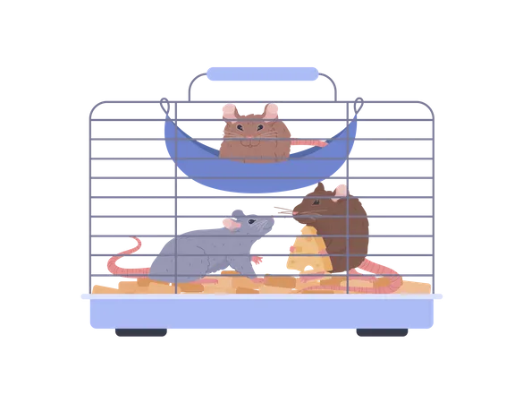 Rats In Cage Characters Flat Vector Illustration Isolated On White Background Rats As Cute Pets Sit In Wire Cage With Equipped Places To Play And Eat Illustration