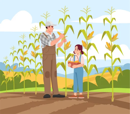Recogiendo la cosecha de maíz  Ilustración