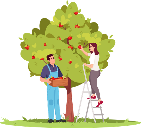Recogiendo la cosecha de manzanas  Ilustración