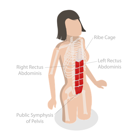 Rectus Abdominis and Core Muscle Anatomy  Illustration