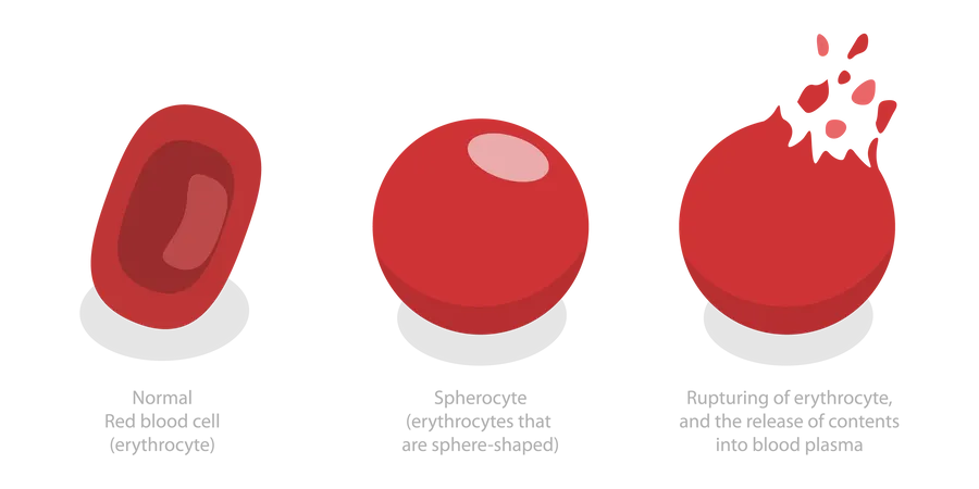 Red Blood Cells  Illustration