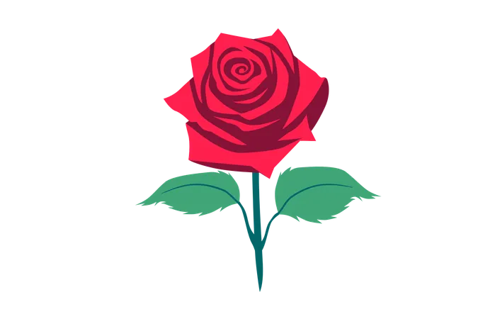 Red Rose Flower  Illustration