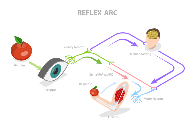 Reflex arc  Illustration