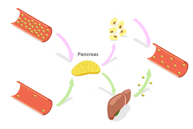Ilustracion Conceptual De Vector Plano Isometrico 3 D De Insulina Y Glucagon Que Regula Los Niveles De Glucosa En Sangre Ilustración