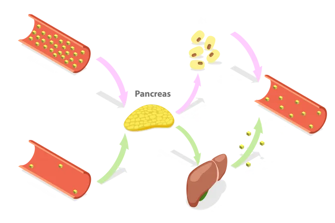 Regulating Blood Glucose Levels  Illustration