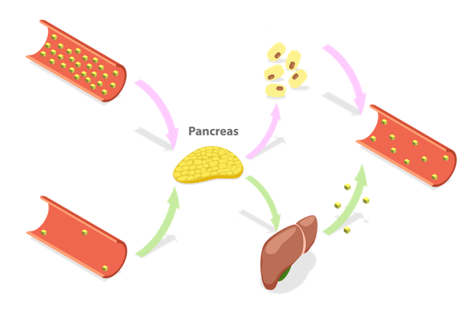 Regulierung des Blutzuckerspiegels  Illustration