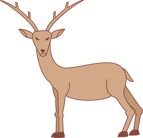 Reindeer  Illustration