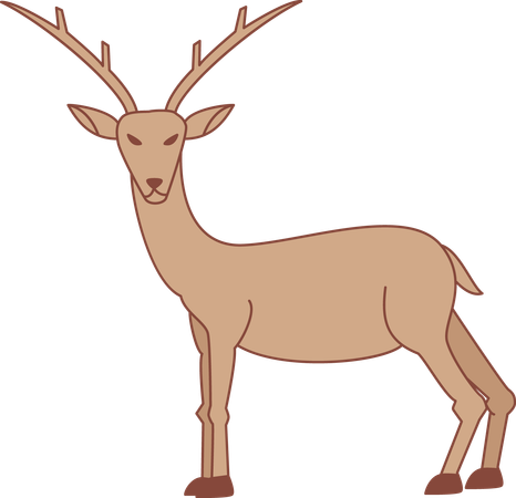 Reindeer  Illustration