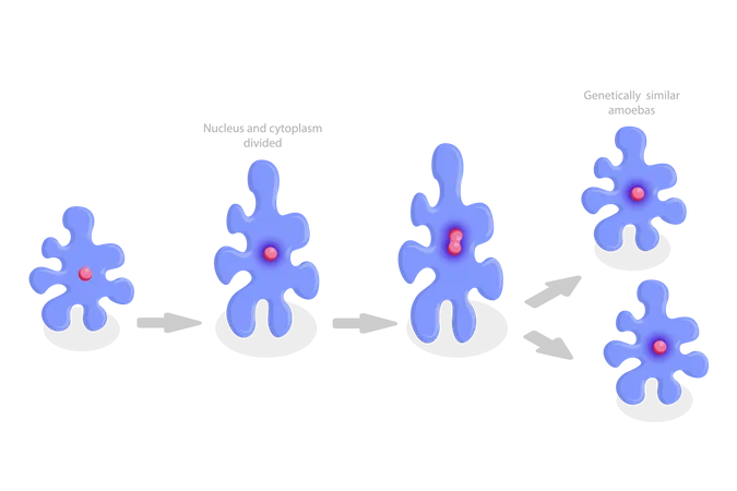 Reproducción de amebas y fisión binaria irregular  Ilustración