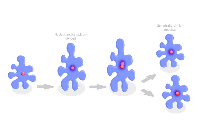 Reproduction d'amibe et fission binaire irrégulière  Illustration