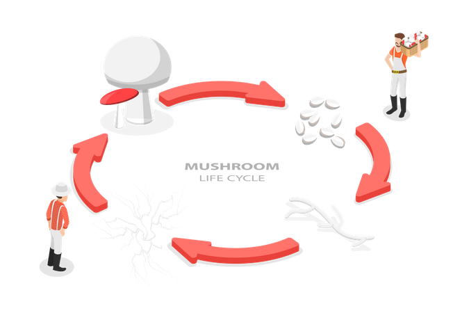 fungi life cycle animation