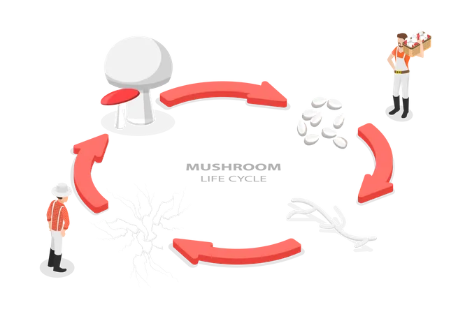 3 D Isometric Flat Vector Conceptual Illustration Of Mushroom Life Cycle Reproduction Fungus Illustration