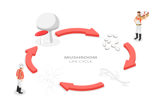 Reproduction Fungus  Illustration