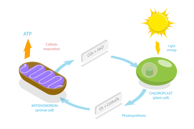 Respiração Celular, Ciclo ATP de Energia Química Metabólica  Ilustração