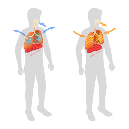 Respiratory System and Movement of Diaphragm  Illustration