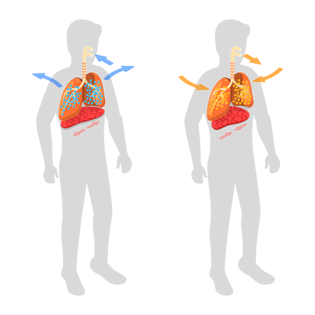 Respiratory System and Movement of Diaphragm  Illustration