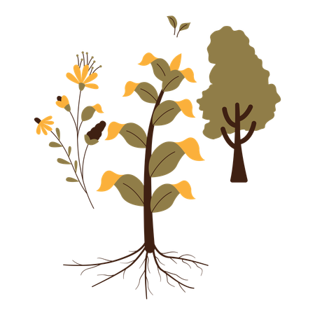 Ressource naturelle des plantes  Illustration