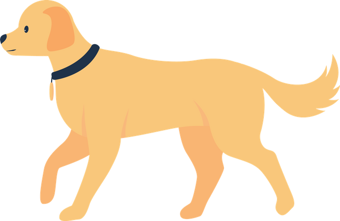 Retriever adoption  Illustration