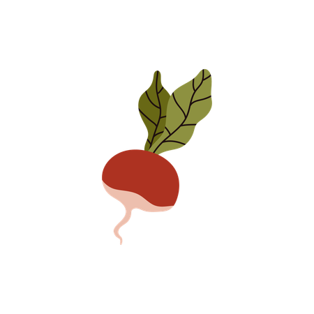 Rettich Gemüse  Illustration