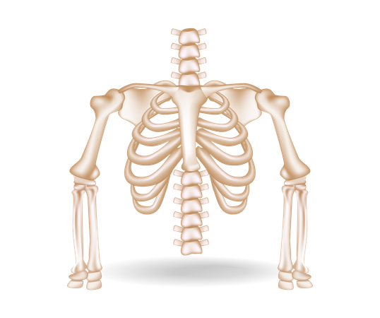 Rib cage  Illustration