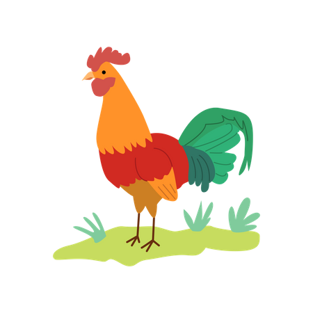 Rooster  Illustration