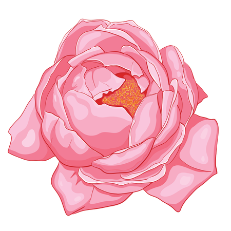 Flor rosa rosa  Ilustração