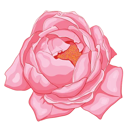 Flor rosa rosa  Ilustração