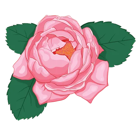 Rosa rosa com folhas verdes  Ilustração