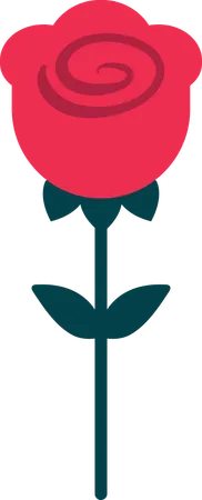 Rose  Illustration