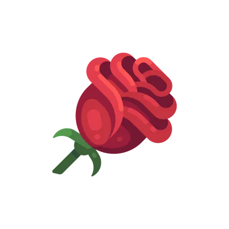 Rose  Illustration