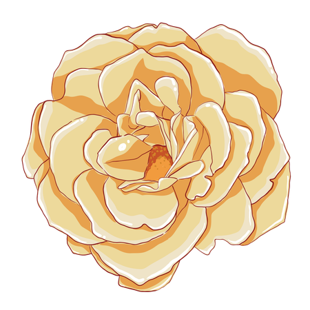 Une rose jaune  Illustration