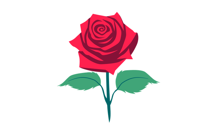 Rote Rose Blume  Illustration